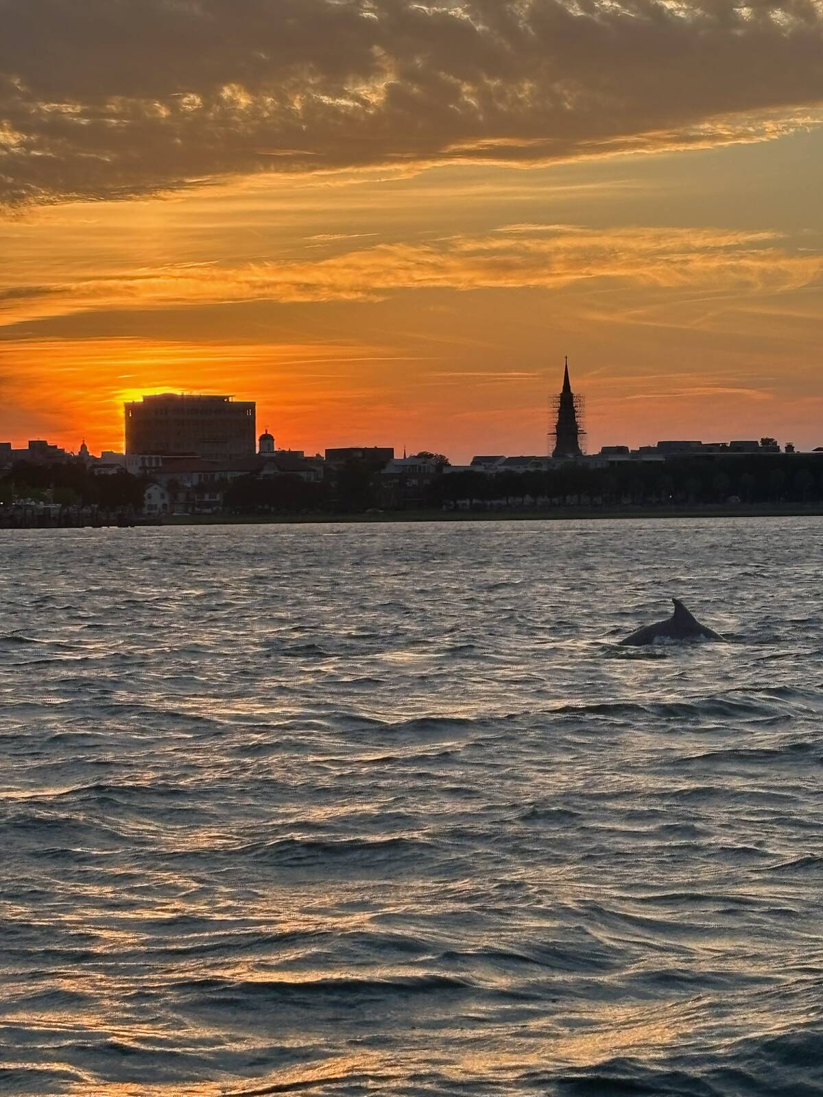 Dolphin at sunset with Charleston skyline