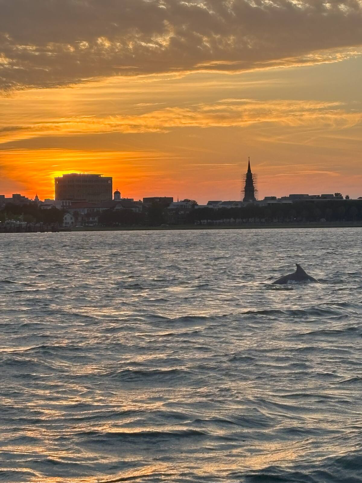 Dolphin at sunset on Charleston Harbor